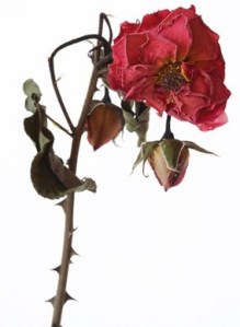 rose2-thumb-285x387