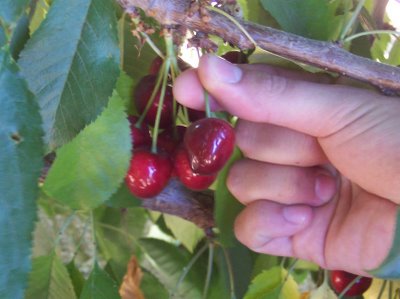 cherry+picking1